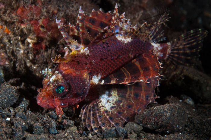 Bali Seraya Secrets Scorpionfish