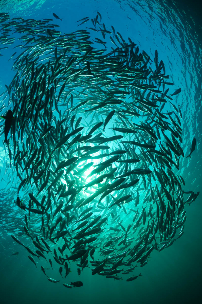 Tulamben Bali Indonesia Diving Liberty Jackfish