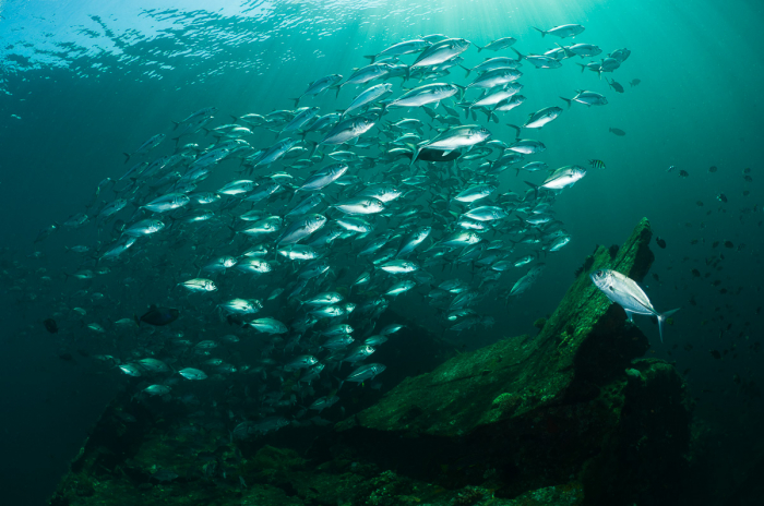 Tulamben Bali Indonesia Diving Liberty Jackfish