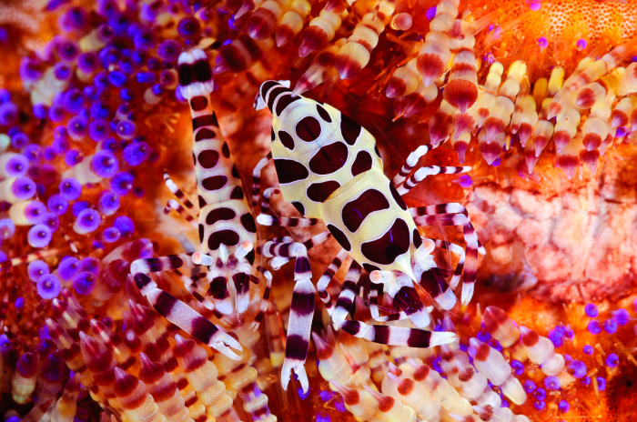Tulamben Coleman Macro Bali Indonesia Diving Liberty