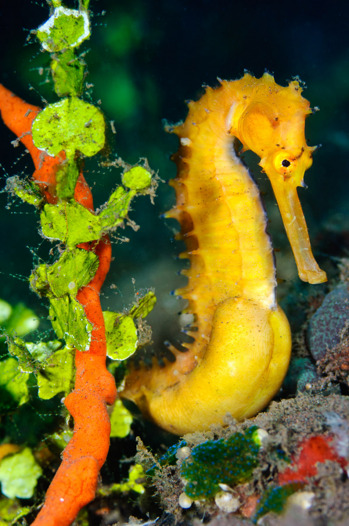 Tulamben Seahorse Bali Indonesia Diving Liberty