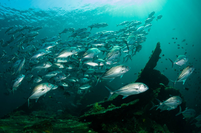 Bali Tulamben Trevally