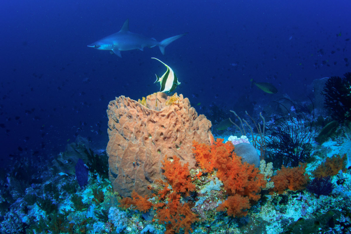 Banda Sea Forgotten Islands Indonesia 3