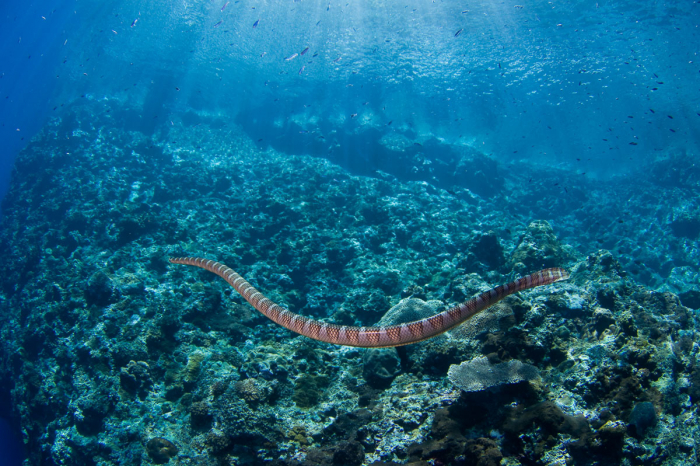 Banda Sea Forgotten Islands Indonesia 6