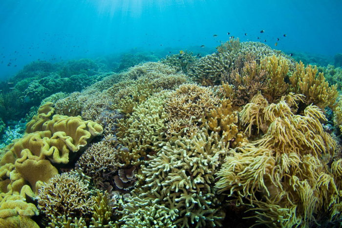 Banda Sea Forgotten Islands Indonesia 10