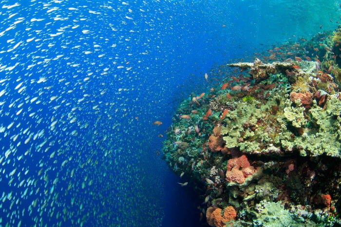 Banda Sea Diving 13