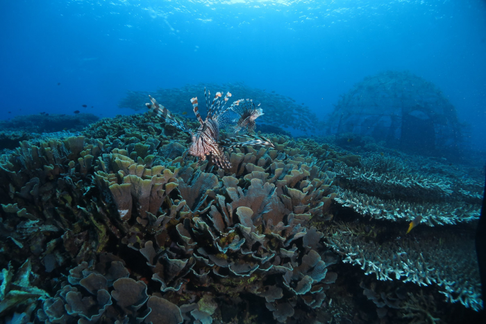 Halmahera Indonesia Scuba Diving 2
