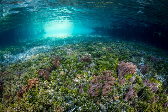 Halmahera Indonesia Scuba Diving 3