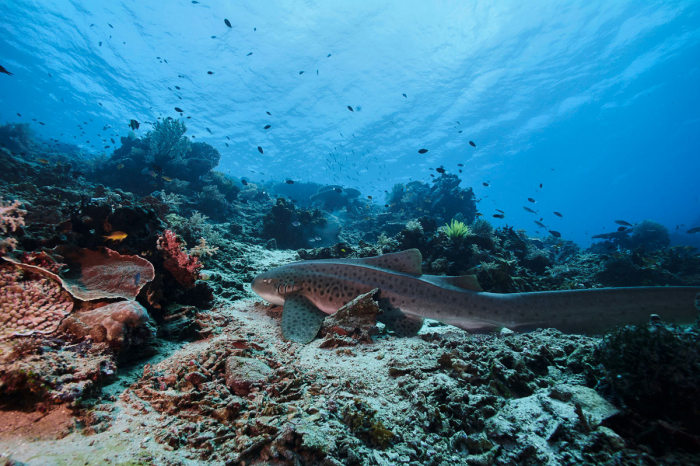 Halmahera Indonesia Scuba Diving 5