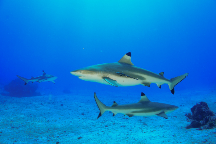Halmahera Indonesia Scuba Diving 6