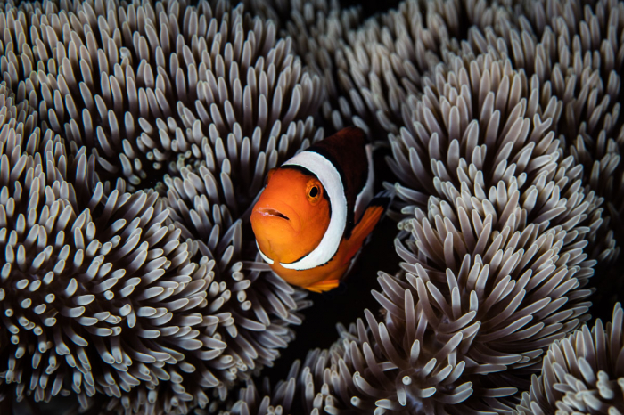 Halmahera Indonesia Scuba Diving 7