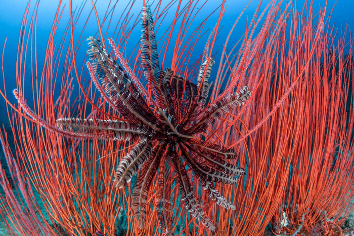 Halmahera Indonesia Scuba Diving 11