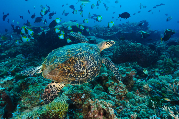 Sangalaki Derawan Maratua Indonesia 2