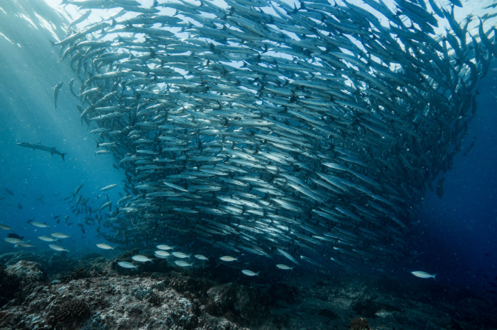 Sangalaki Derawan Maratua Indonesia 4