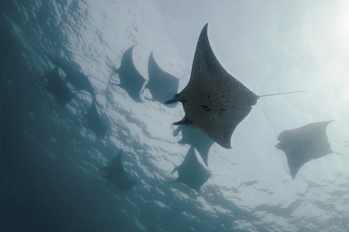 Sangalaki Derawan Maratua Indonesia 5