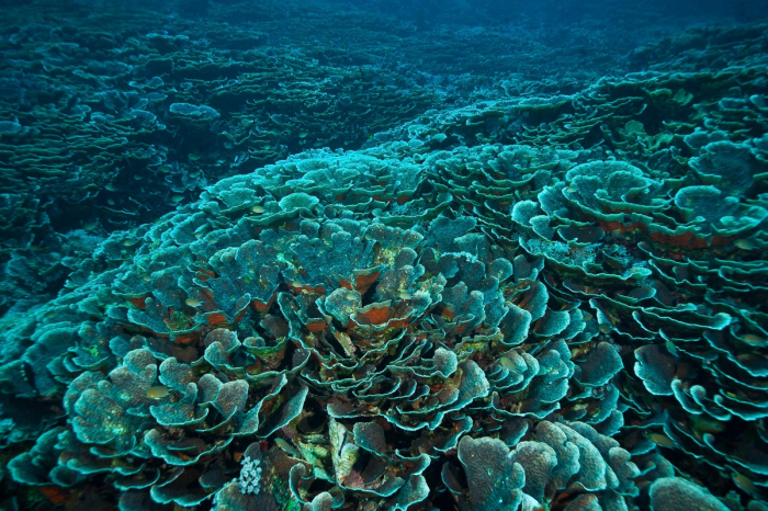 Sangalaki Derawan Maratua Indonesia 6