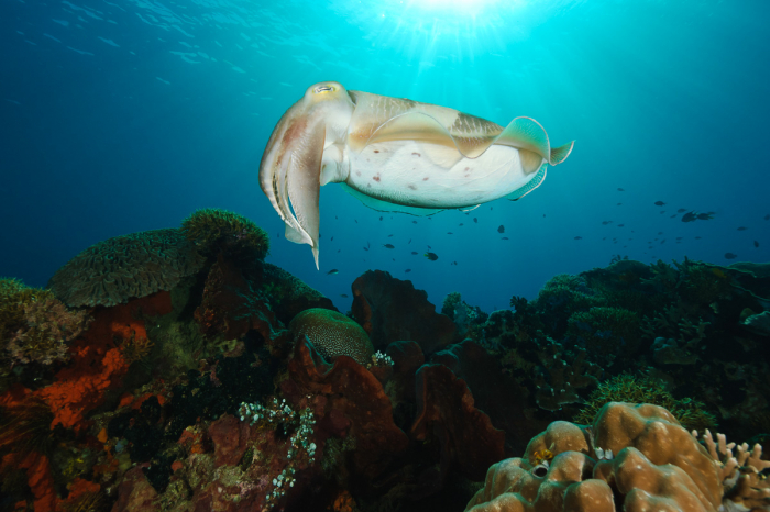 Sangalaki Derawan Maratua Indonesia 11