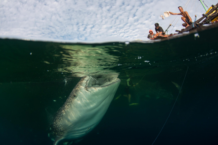 Kalimantan Talisayan Whale shark