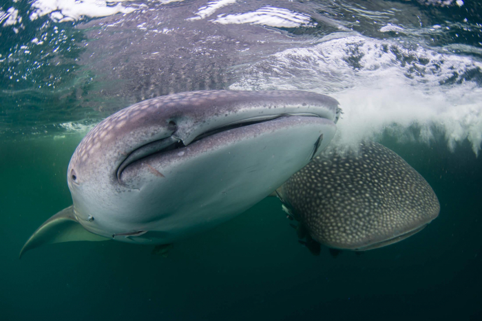 Kalimantan Talisayan Whale Shark