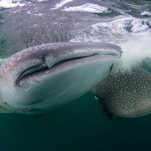 Kalimantan Talisayan Whale Shark