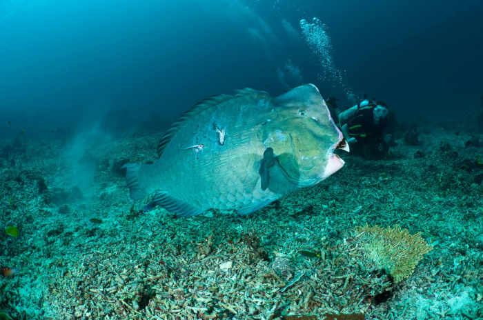 Gili_Islands_Bumphead