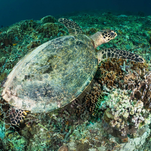 Gili_Islands_Hawksbill_Turtles