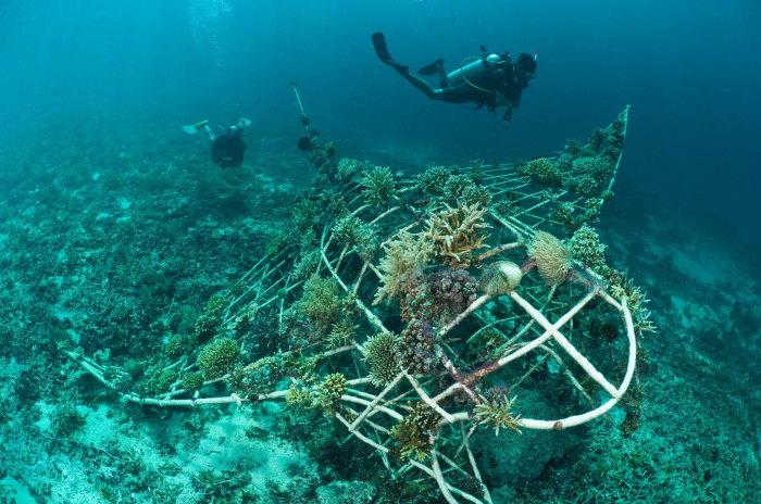 Gili_Islands_Biorock_Manta