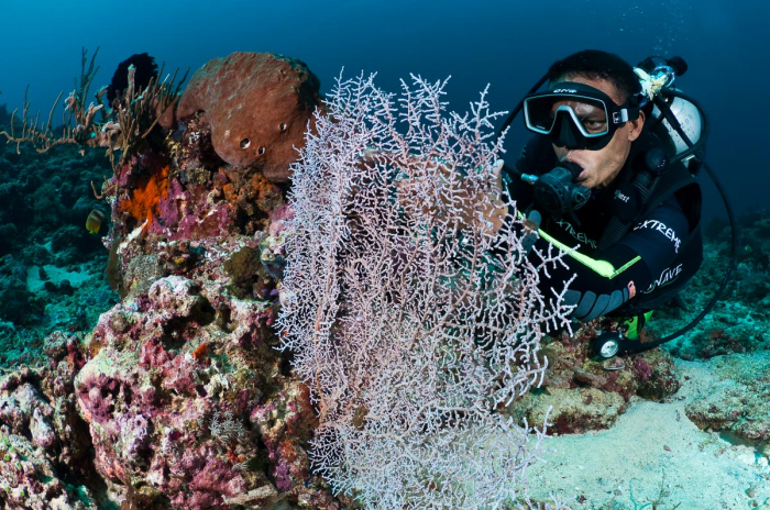 Gili Islands Scuba Diving Trawangan Air Lombok 9