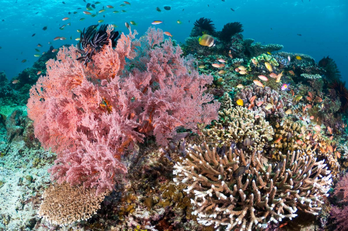 Gili Islands Scuba Diving Trawangan Air Lombok 10