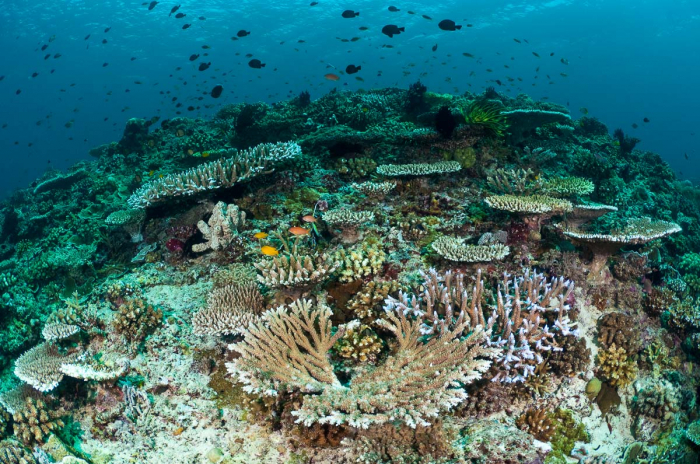 Gili Islands Scuba Diving Trawangan Air Lombok 11