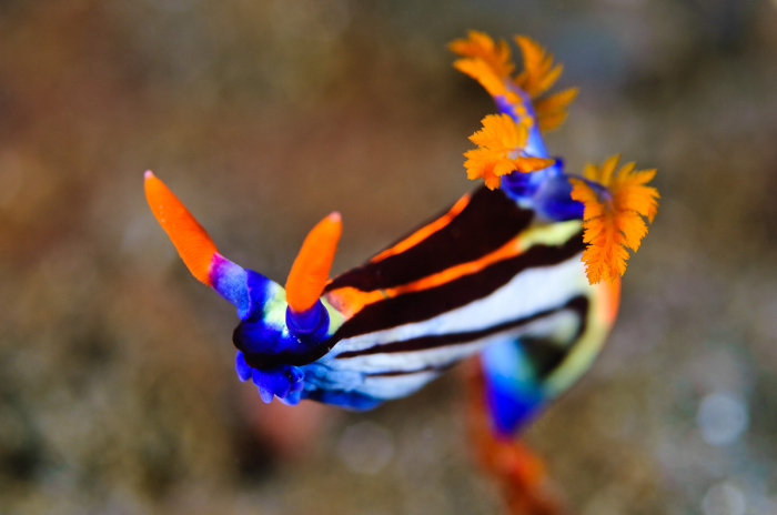 Komodo Indonesia Diving Nudibranch