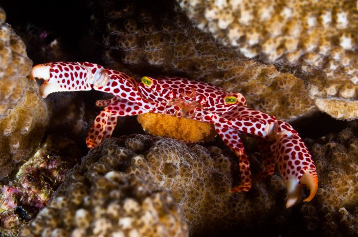 Komodo Indonesia Diving Porcelain Crab