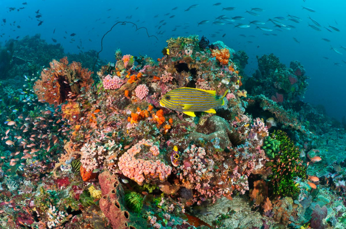 Komodo Indonesia Diving Coral Reef