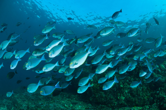 Komodo Indonesia Diving Schooling Fish