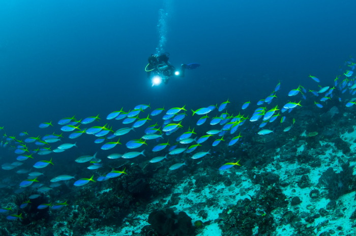 Komodo Indonesia Diving Fusiliers