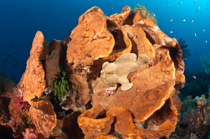 Komodo Indonesia Diving Frogfish