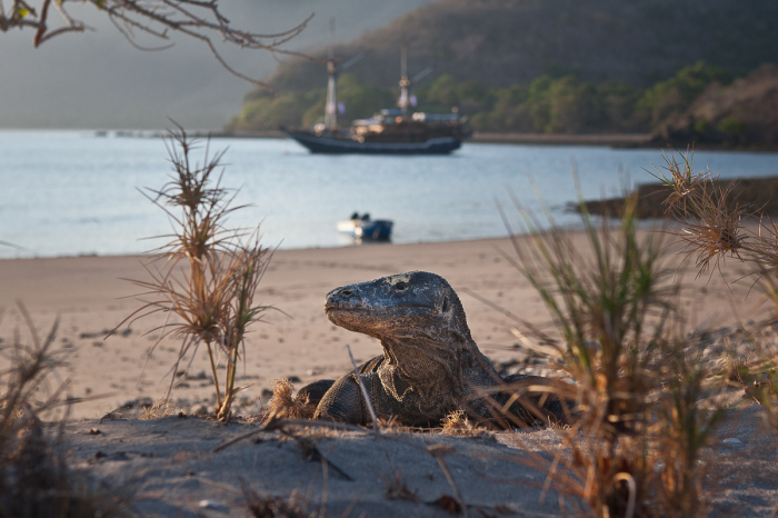 Komodo Indonesia Diving Komodo Dragon Rinca