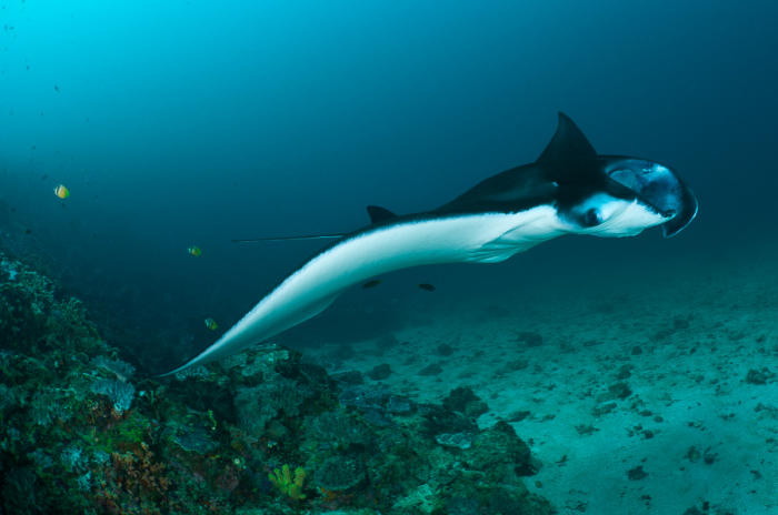 Komodo Indonesia Diving Manta Ray