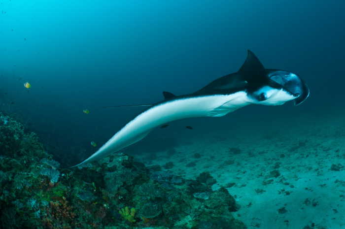 Best places to dive with manta rays - Sangalaki