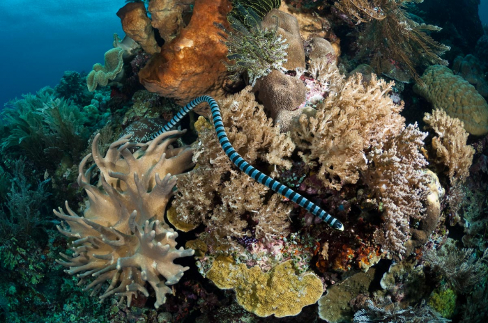 Bangka Gangga Islands Sulawesi Indonesia 4