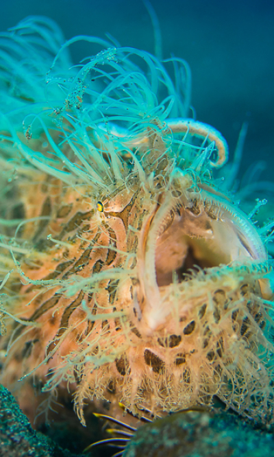 Lembeh Strait Indonesia Portrait