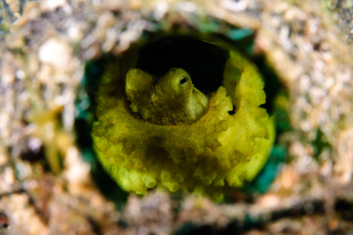 Lembeh Strait Sulawesi Indonesia 4