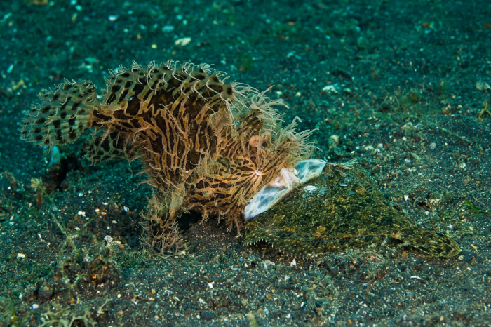 Lembeh Strait Sulawesi Indonesia 8