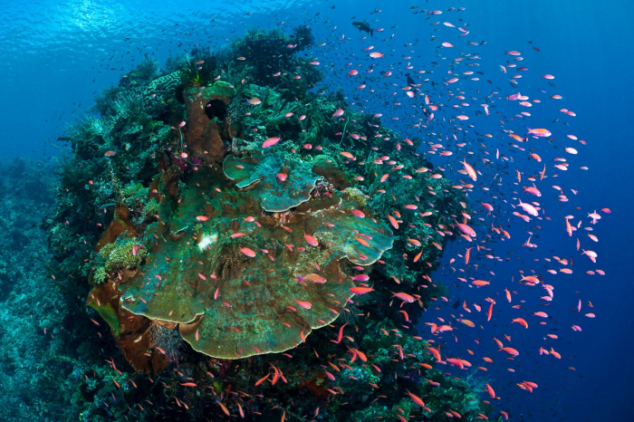Bunaken Sulawesi Indonesia Scuba Diving 5