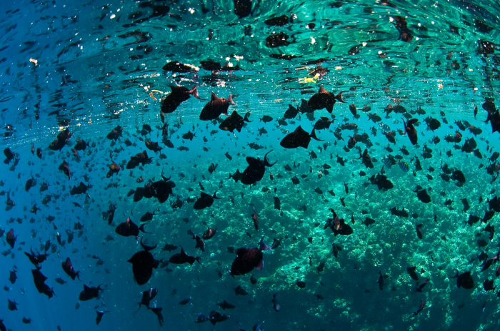 Bunaken Sulawesi Indonesia Scuba Diving 6