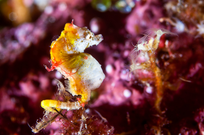 Bunaken Sulawesi Indonesia Scuba Diving 15