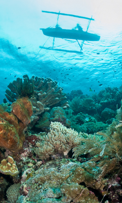 Bunaken Sulawesi Indonesia Scuba Diving Portrait