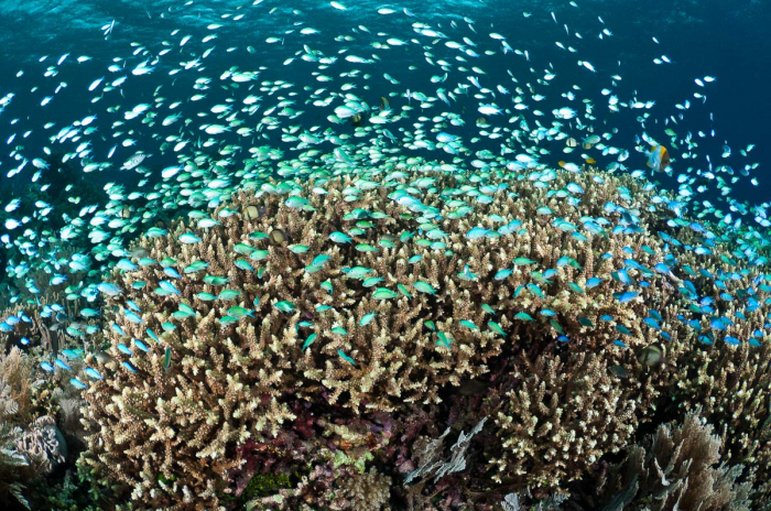 Bunaken Sulawesi Indonesia Scuba Diving