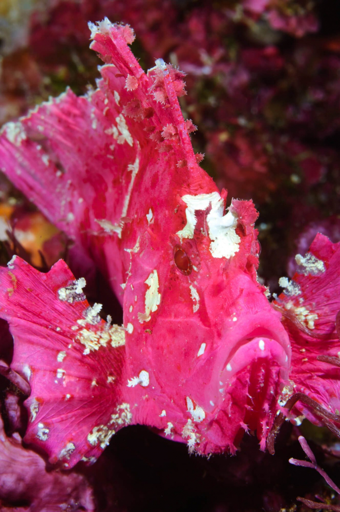 Bunaken Sulawesi Leaf Scorpionfish