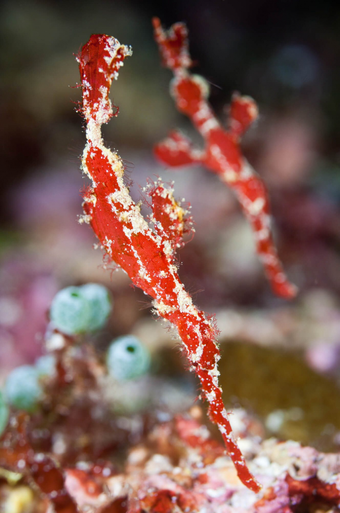 Bunaken Sulawesi Ghostpipefish